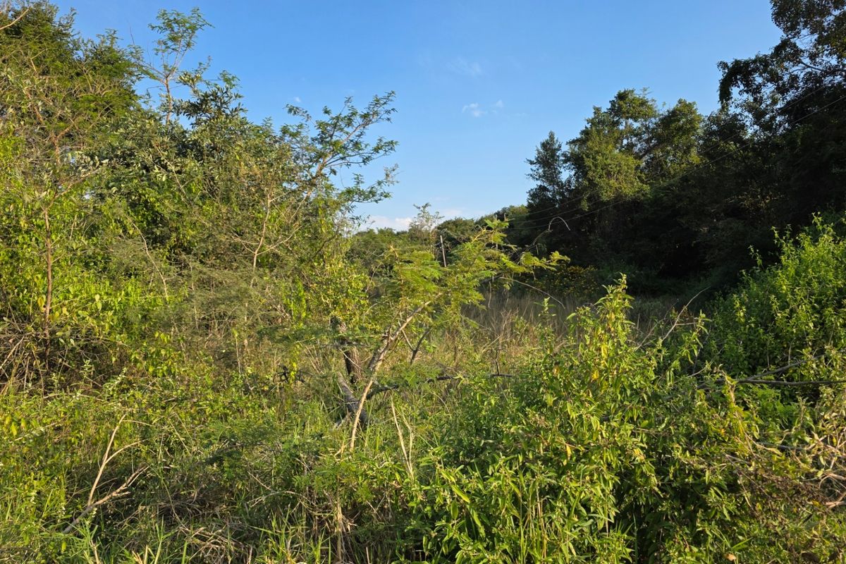 A view of the vacant residential land featuring dense natural vegetation and mature trees across the property.