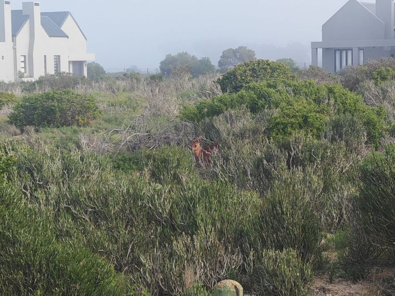 UNTAMED COASTAL LUXURY - Photo 10