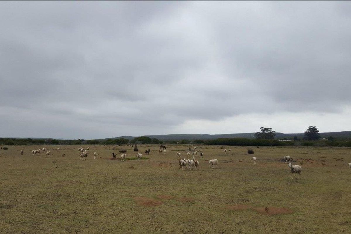 Farm For Sale in Stilbaai Rural, Stilbaai - Photo 5