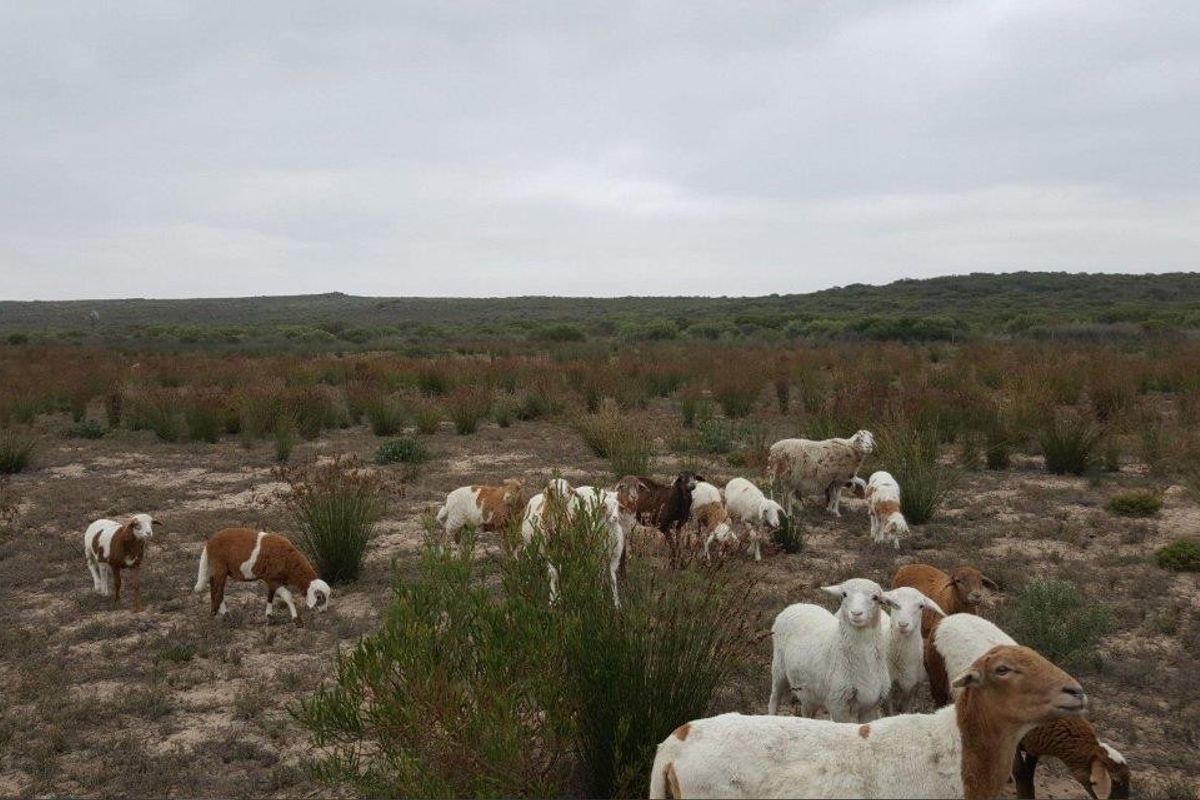 Farm For Sale in Stilbaai Rural, Stilbaai - Photo 4