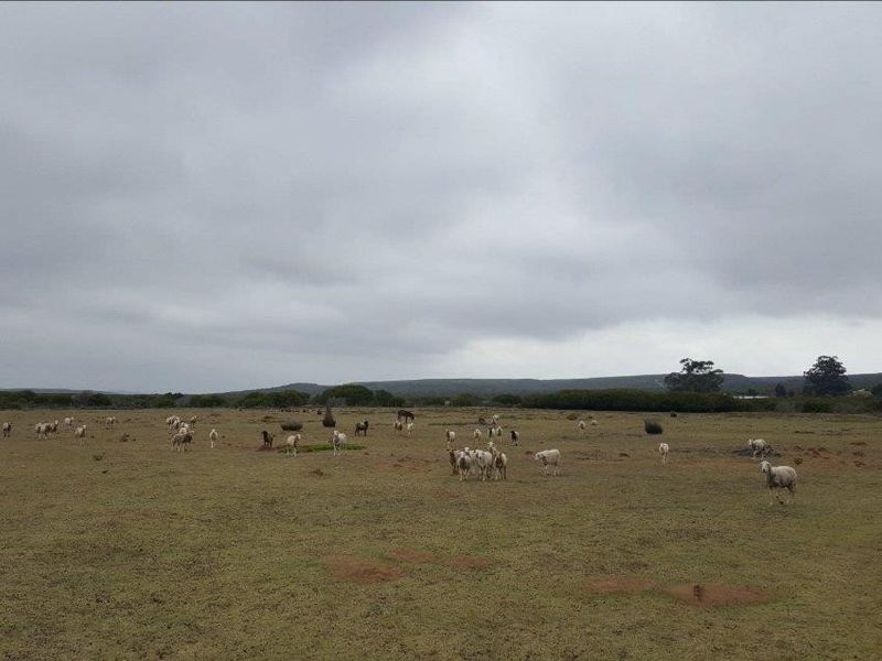 Expansive open farmland landscape featuring natural grazing pastures and distant horizon views.