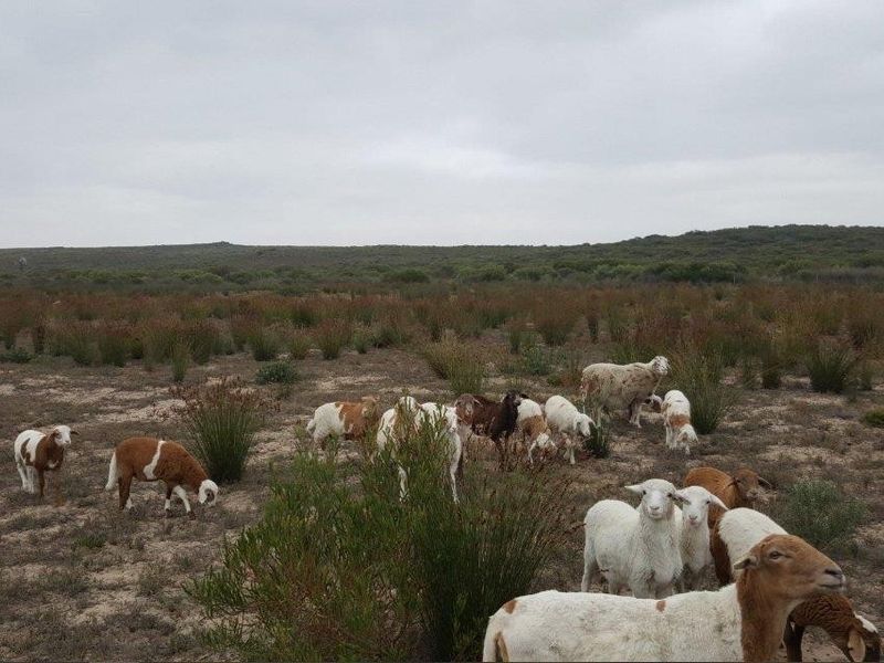 A wide-angle view of the expansive farm landscape featuring natural vegetation and grazing livestock.