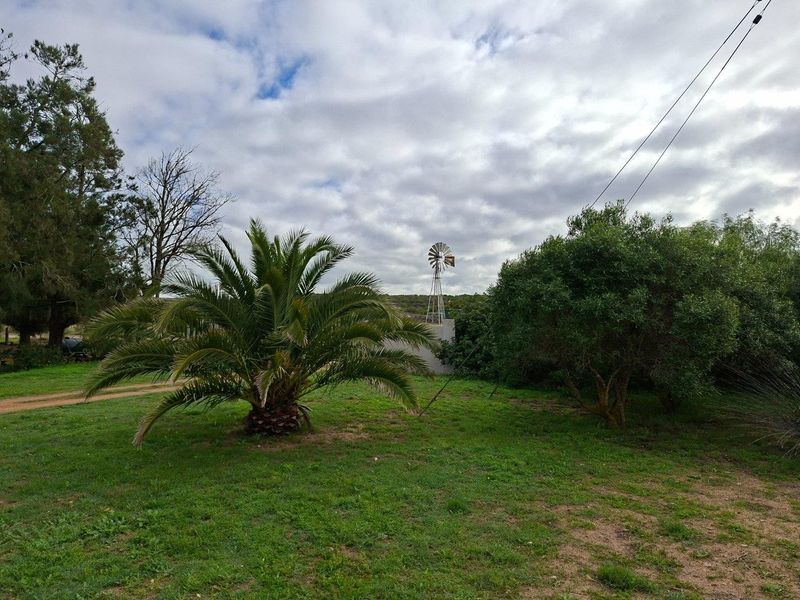 A view of the farm grounds featuring a traditional metal windmill, established palm tree, and surrounding greenery under a cloudy sky.