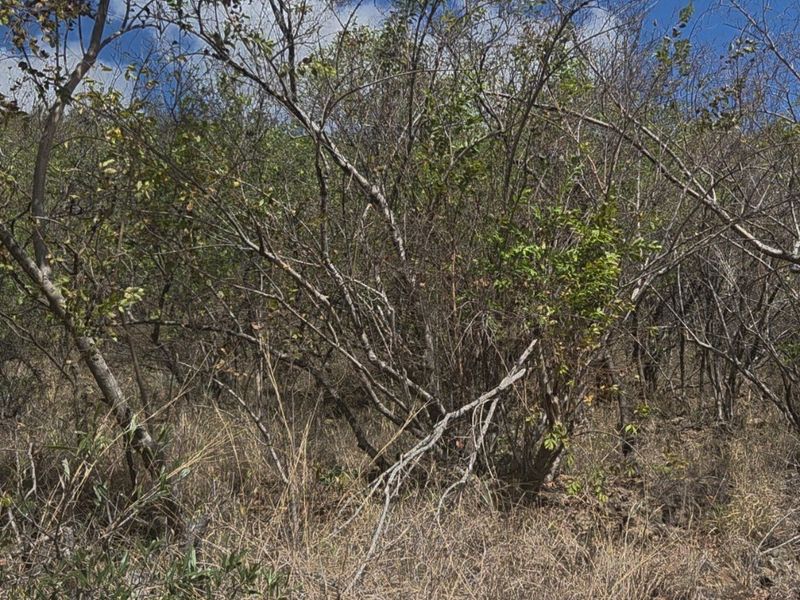 A view of the undeveloped residential land featuring natural scrubland and native vegetation.
