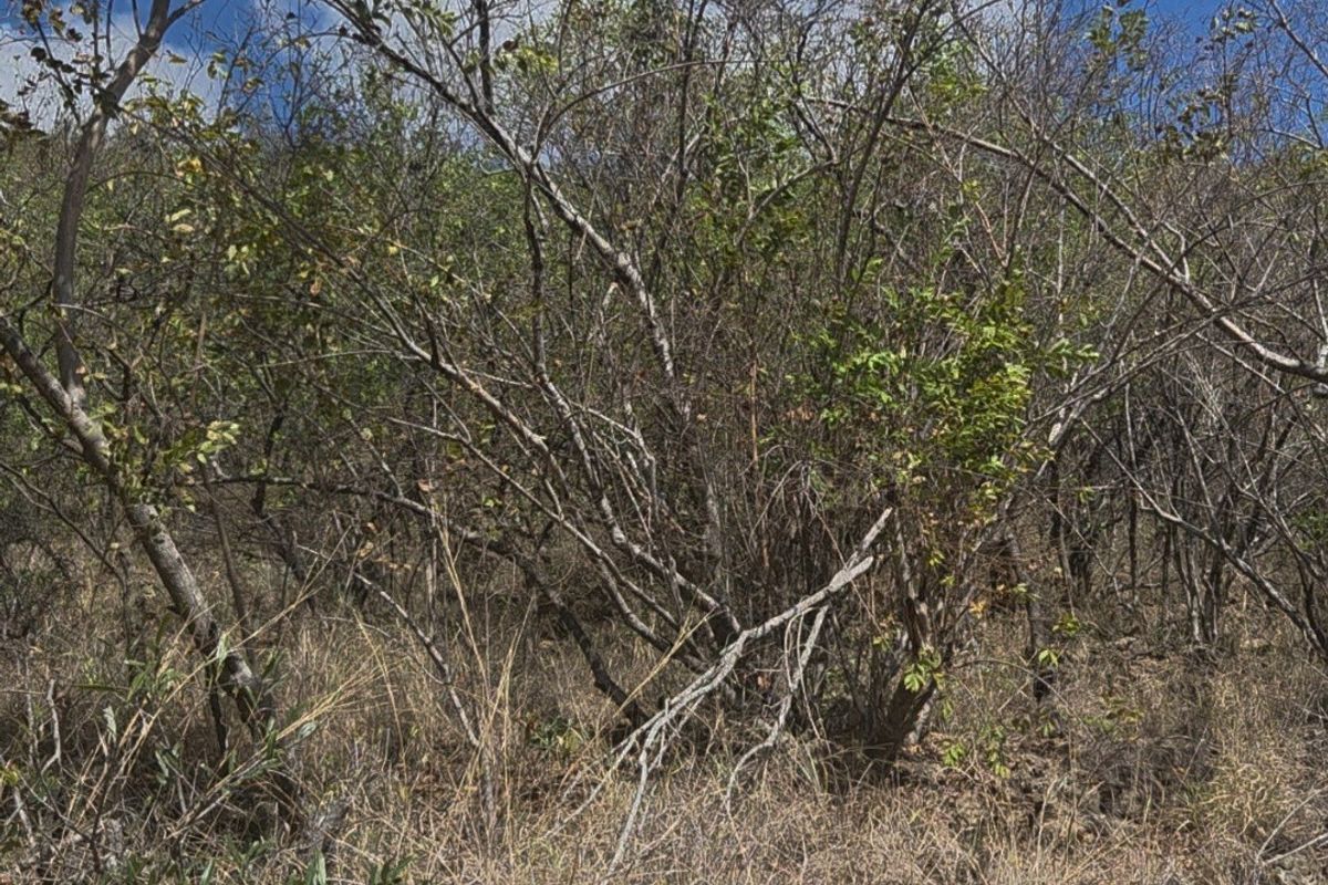 A view of the undeveloped residential land featuring natural scrubland and native vegetation.