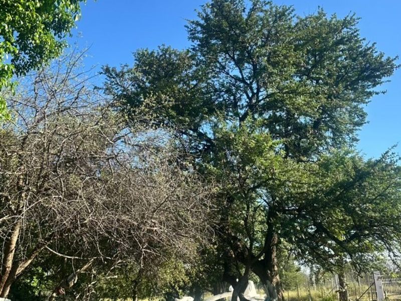 Exceptional Farm Property in the Heart of Lephalale - Photo 6