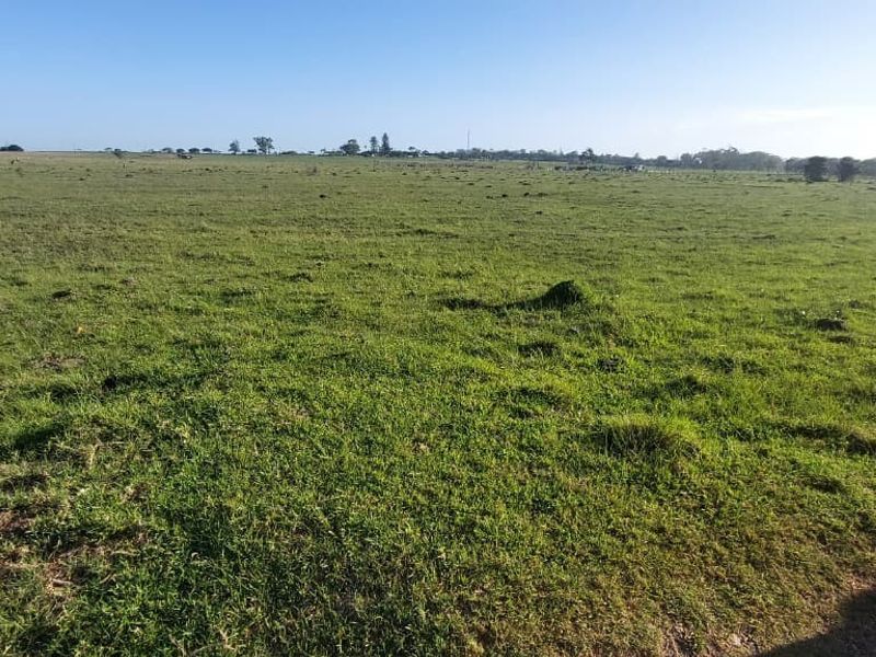 A wide-angle view of expansive, open agricultural land featuring flat, grassy terrain under a clear sky.