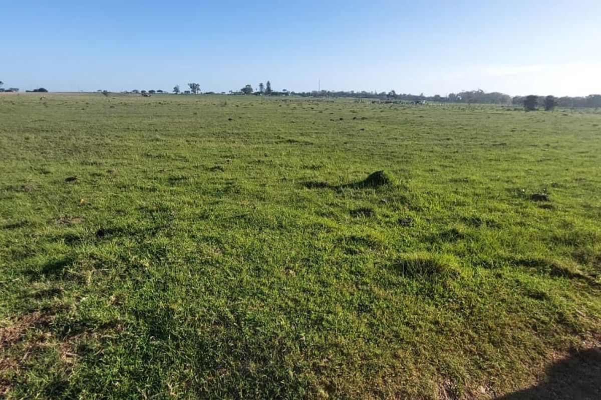 A wide-angle view of expansive, open agricultural land featuring flat, grassy terrain under a clear sky.