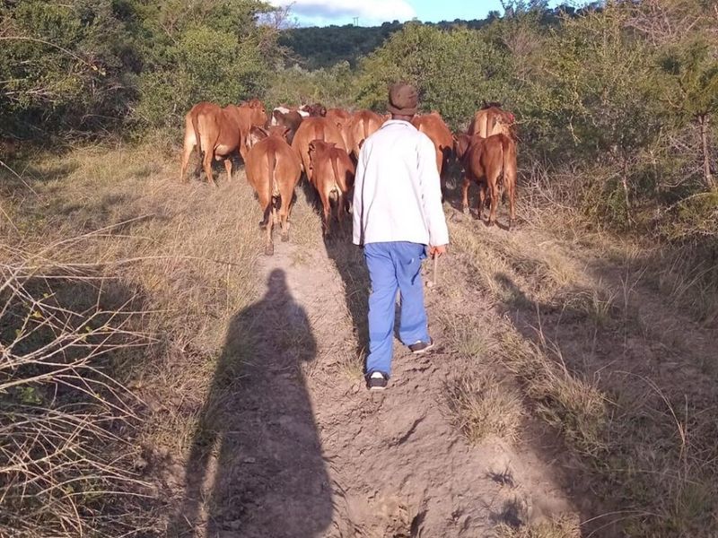 Farm For Sale in Komga - Photo 9