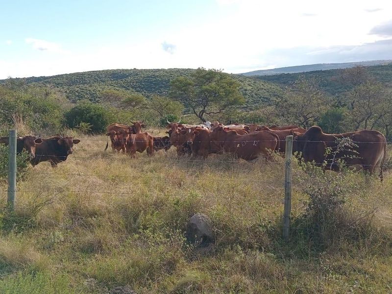 Farm For Sale in Komga - Photo 4