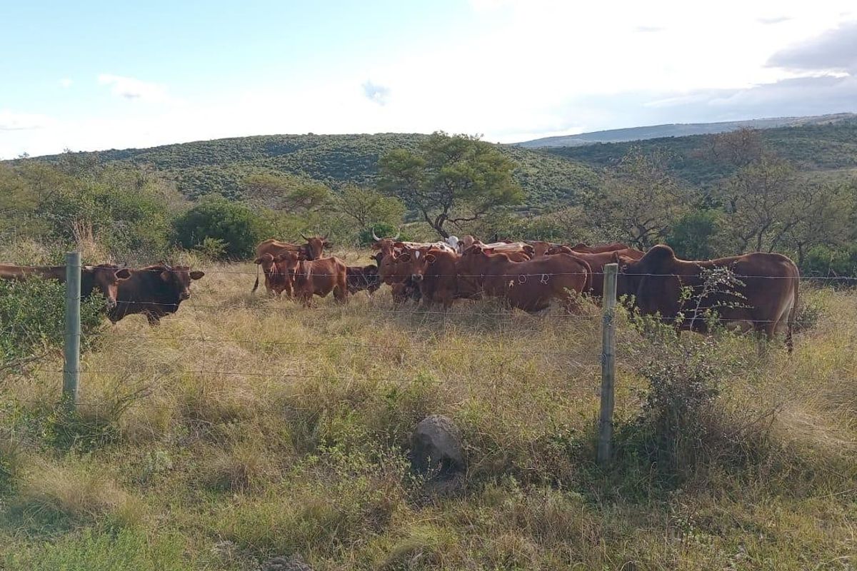 Farm For Sale in Komga - Photo 4