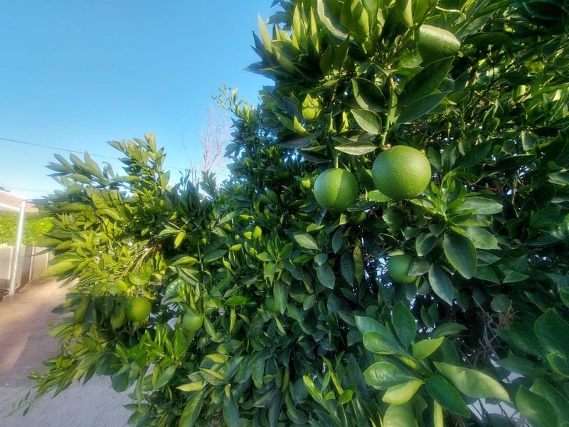 A lush citrus tree with developing fruit, situated in the garden area of the property.
