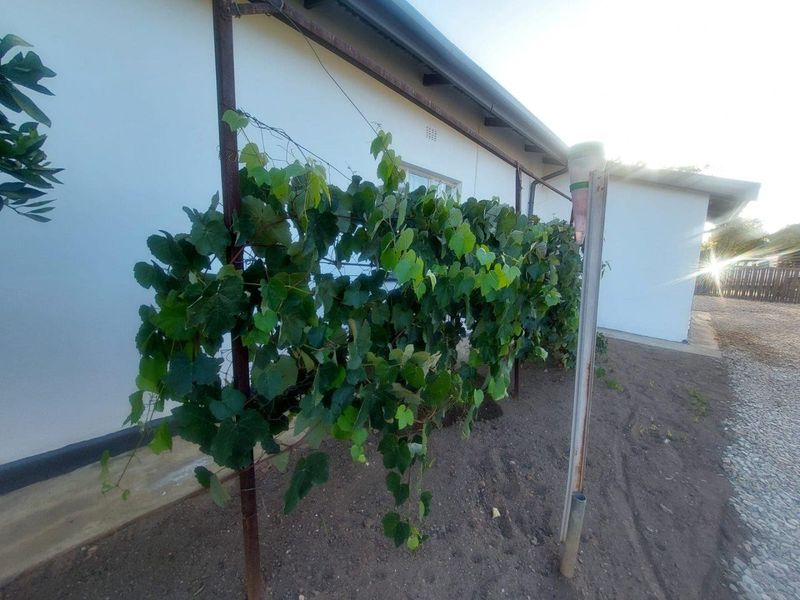A side exterior view of the house featuring a metal trellis structure supporting a grapevine against the building wall.