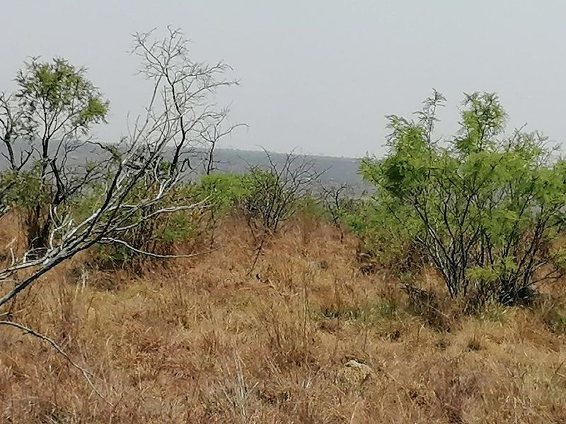 A view of the natural landscape and vegetation on the farm property.