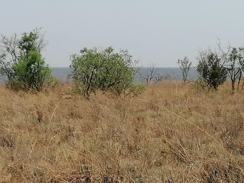 A view of the open farm landscape featuring dry grass and scattered indigenous trees.
