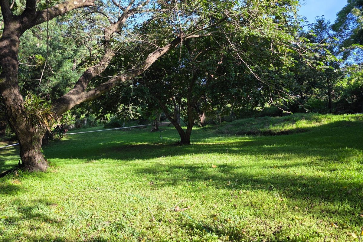Vacant Stand with Stream Frontage in a Peaceful Setting - Photo 2