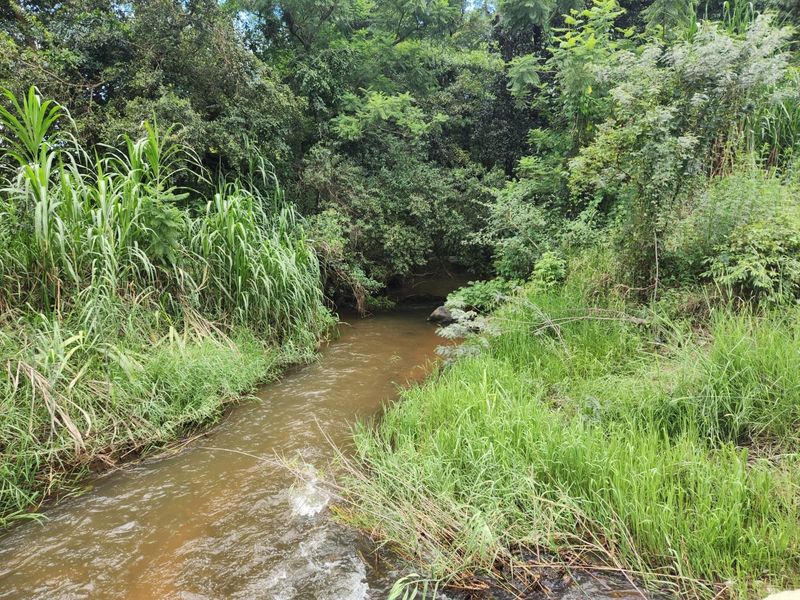 A natural stream flowing through dense, lush vegetation on the property, highlighting the tranquil landscape and water features of the small holding.