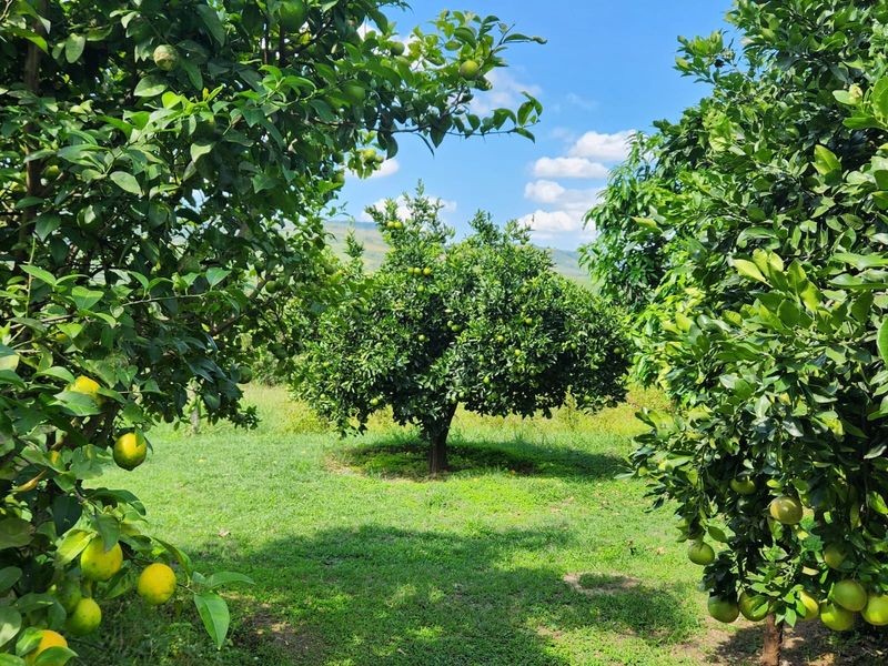 Farm with 3 houses, exceptional views and  arable agricultural land to be developed. - Photo 8
