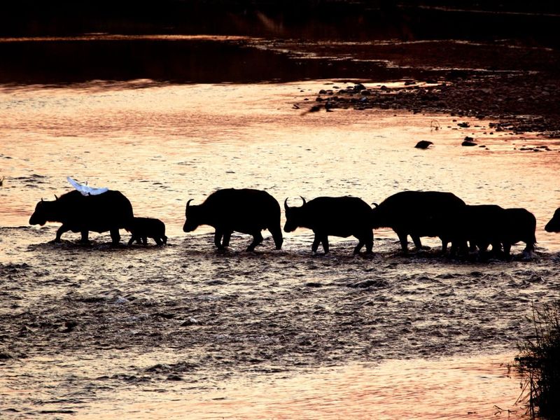 A scenic view of wildlife crossing a river at sunset, not depicting any residential property features.