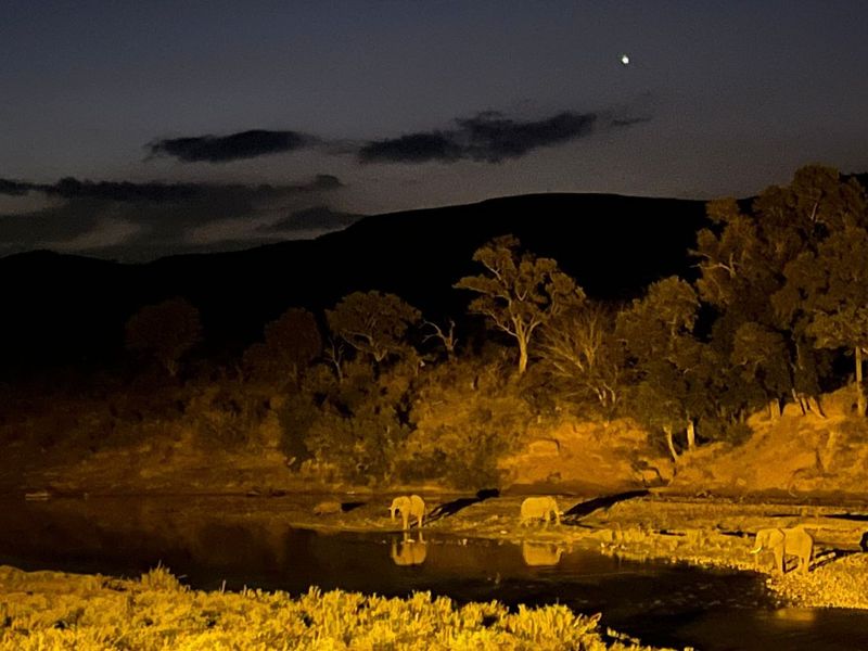 A night-time view of a riverbank landscape featuring wildlife in a natural setting.