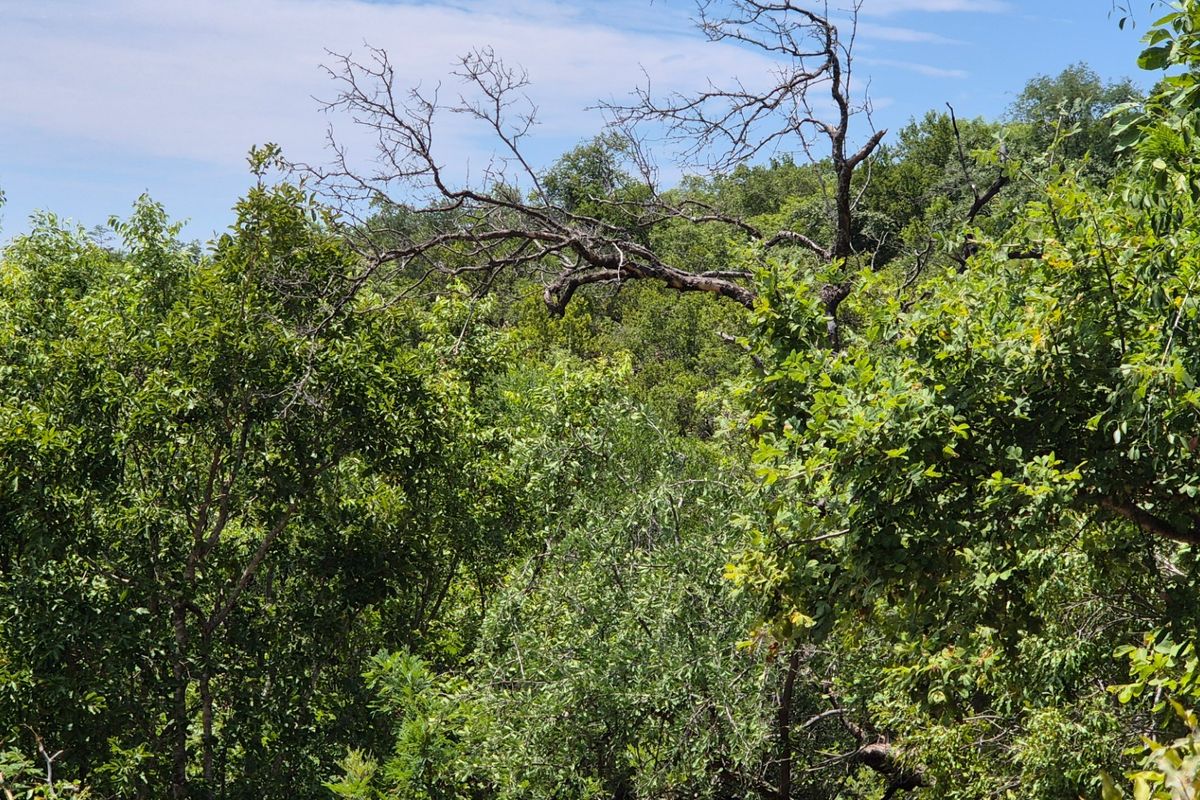 Vacant Land For Sale in Canyon Game Reserve, Hoedspruit - Photo 3
