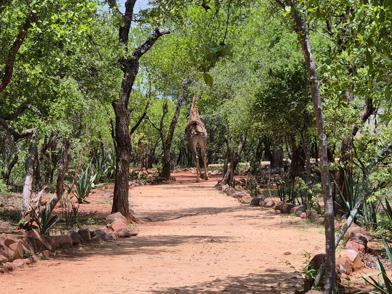 Vacant Land For Sale in Canyon Game Reserve, Hoedspruit - Photo 5