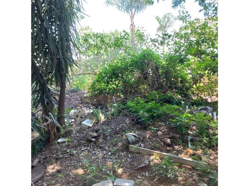 An overgrown and unmaintained garden area requiring significant clearing and landscaping to restore the outdoor space.