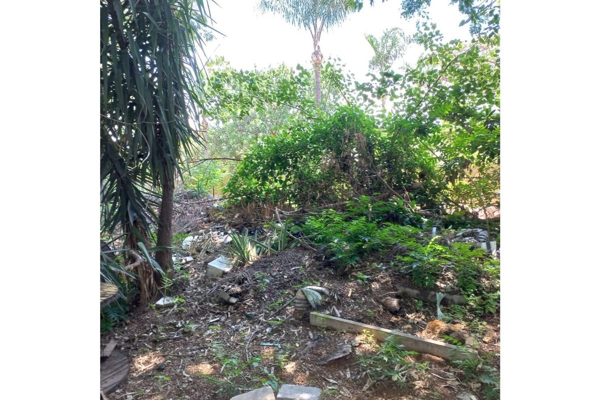 An overgrown and unmaintained garden area requiring significant clearing and landscaping to restore the outdoor space.