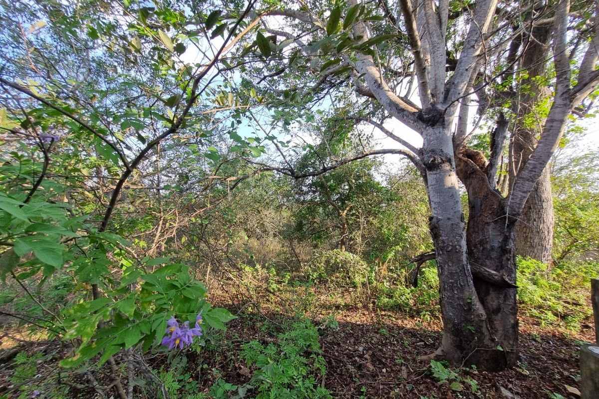 Your Private Piece of Paradise Awaits - Photo 4