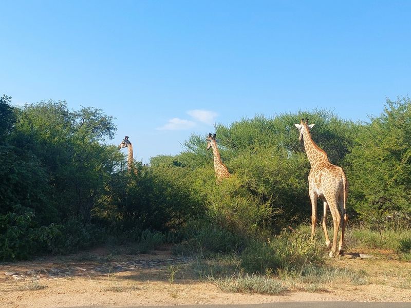 Furnished house to rent in Wildlife Estate - minimum 1 month - Photo 9
