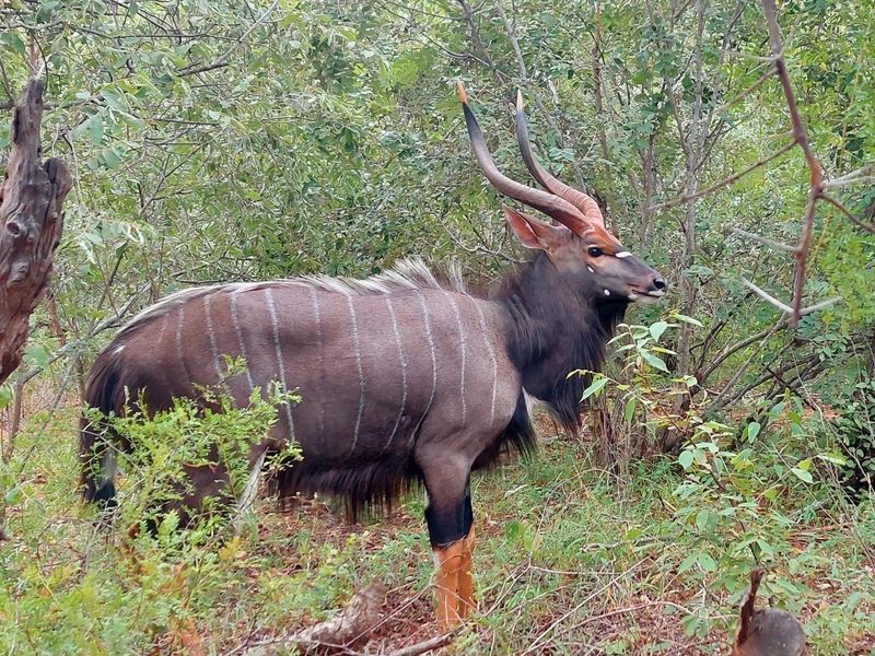 Furnished house to rent in Wildlife Estate - minimum 1 month - Photo 3