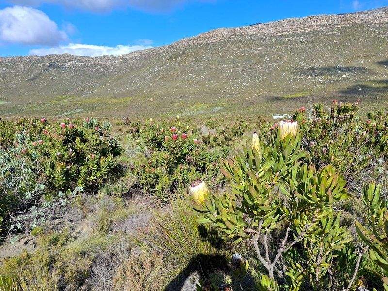 Farm For Sale in Riversdale Rural, Riversdale - Photo 10