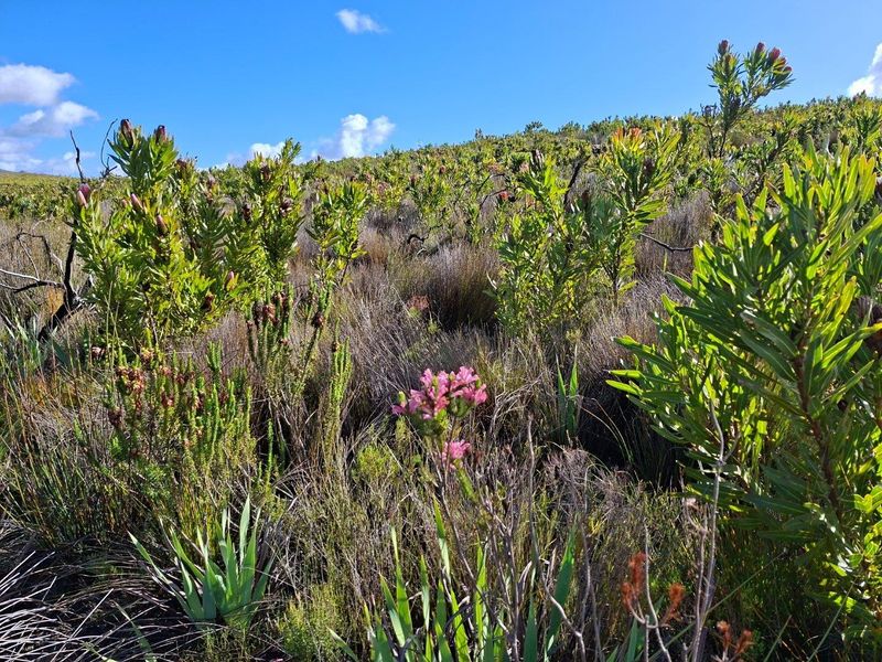 Farm For Sale in Riversdale Rural, Riversdale - Photo 3