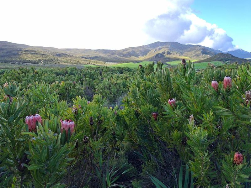 Farm For Sale in Riversdale Rural, Riversdale - Photo 9