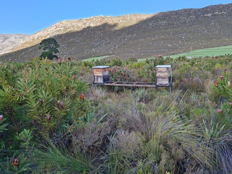 Farm For Sale in Riversdale Rural, Riversdale - Photo 4