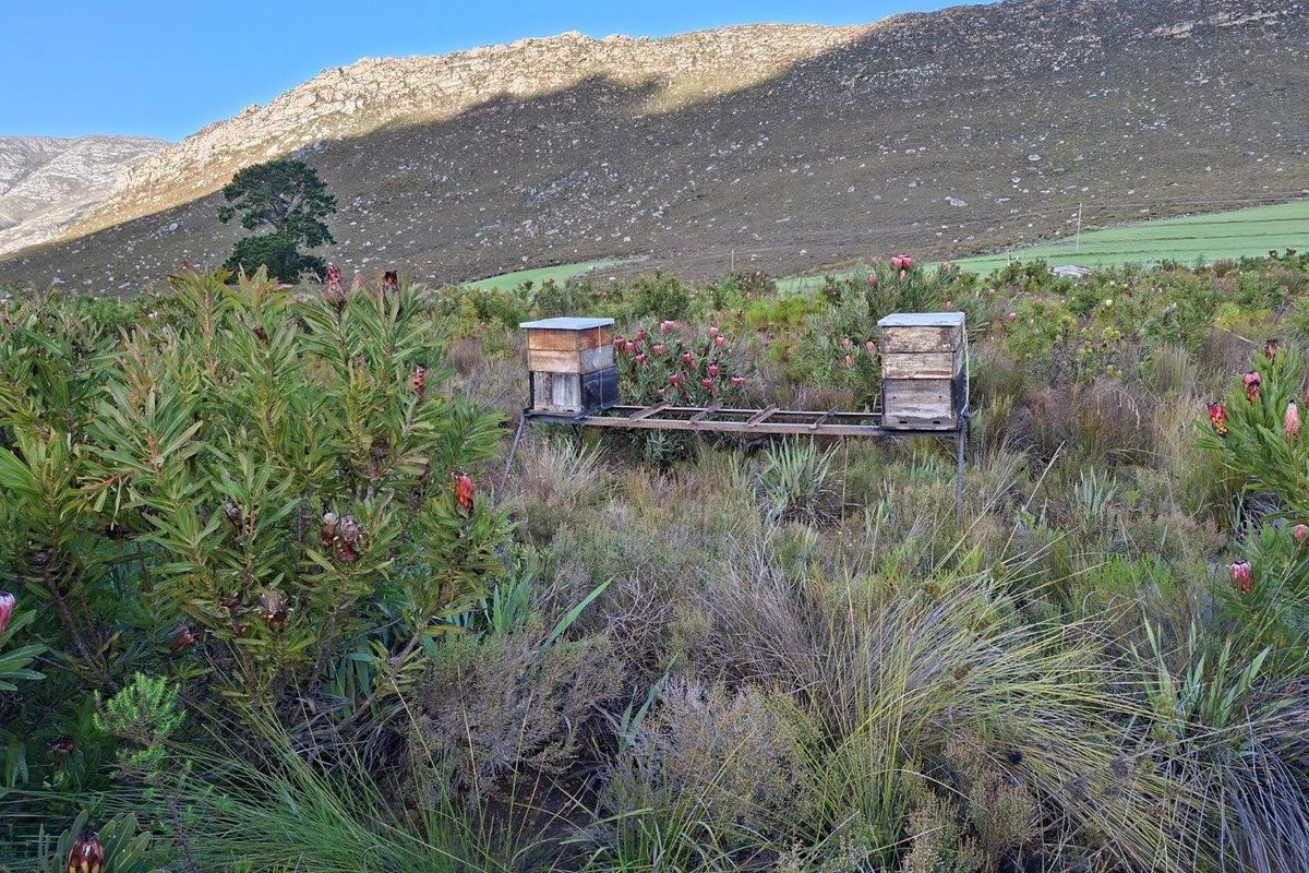 Farm For Sale in Riversdale Rural, Riversdale - Photo 4