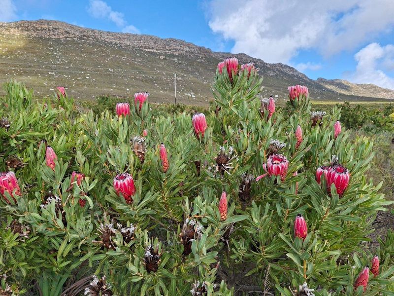 Farm For Sale in Riversdale Rural, Riversdale - Photo 4