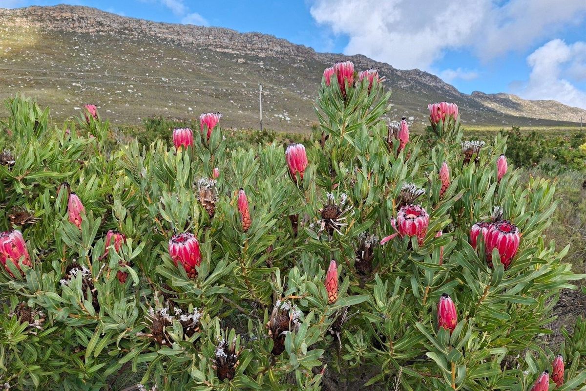 Farm For Sale in Riversdale Rural, Riversdale - Photo 4