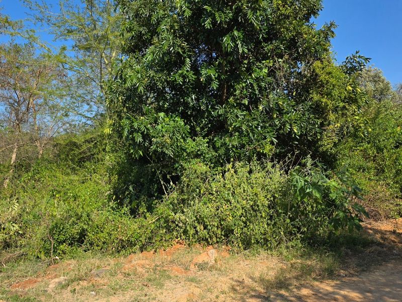 Build Your Dream Home in the Heart of the Lowveld - Photo 3