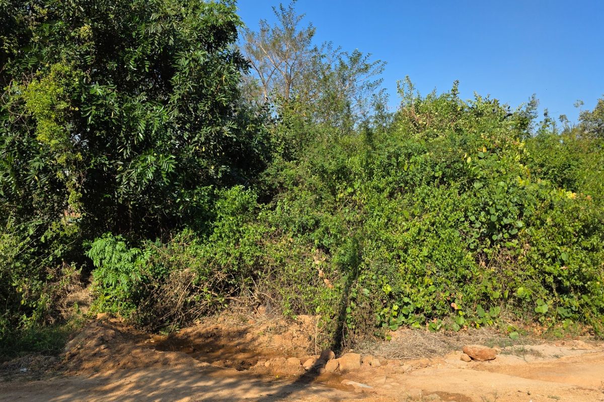 Build Your Dream Home in the Heart of the Lowveld - Photo 2
