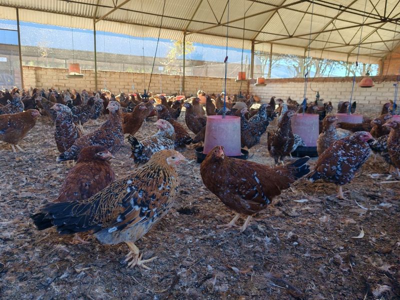 Operational Chicken Farm for Sale - 20 Hectares in Bela Bela - Photo 3