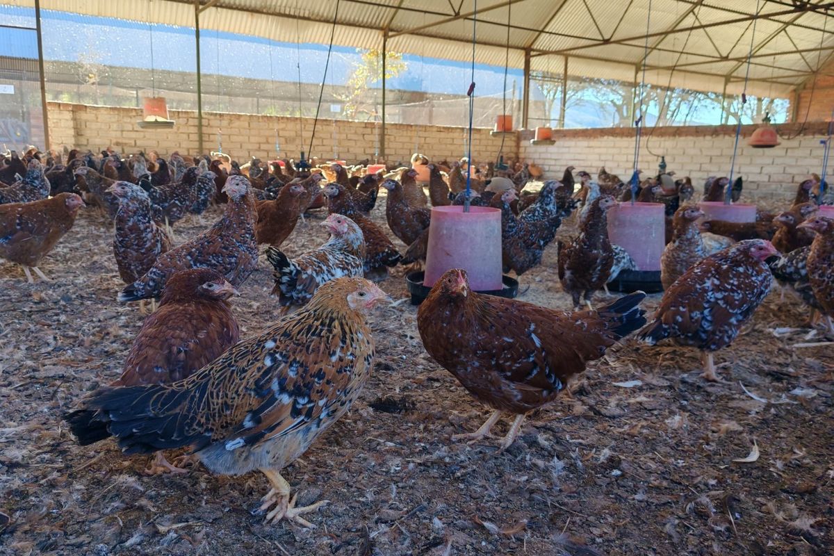 Operational Chicken Farm for Sale - 20 Hectares in Bela Bela - Photo 3
