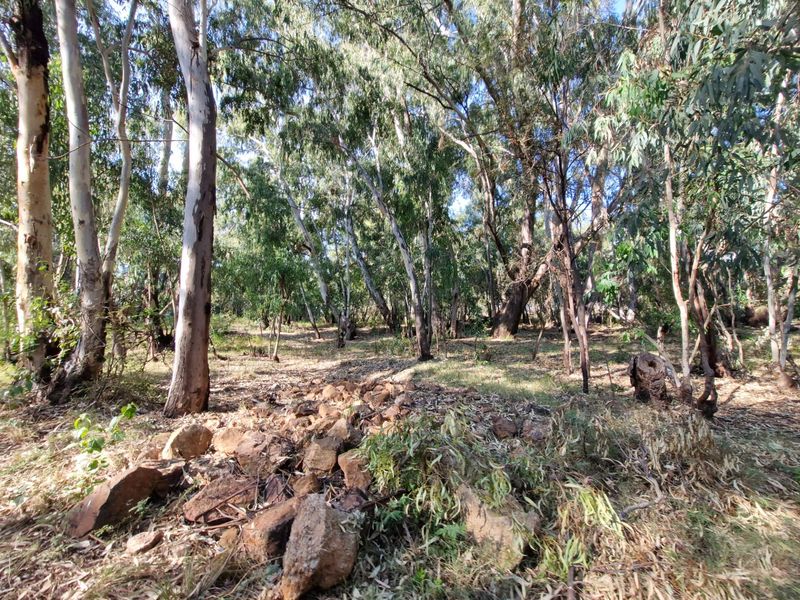 A natural wooded area on the farm property featuring mature eucalyptus trees and scattered rock formations.