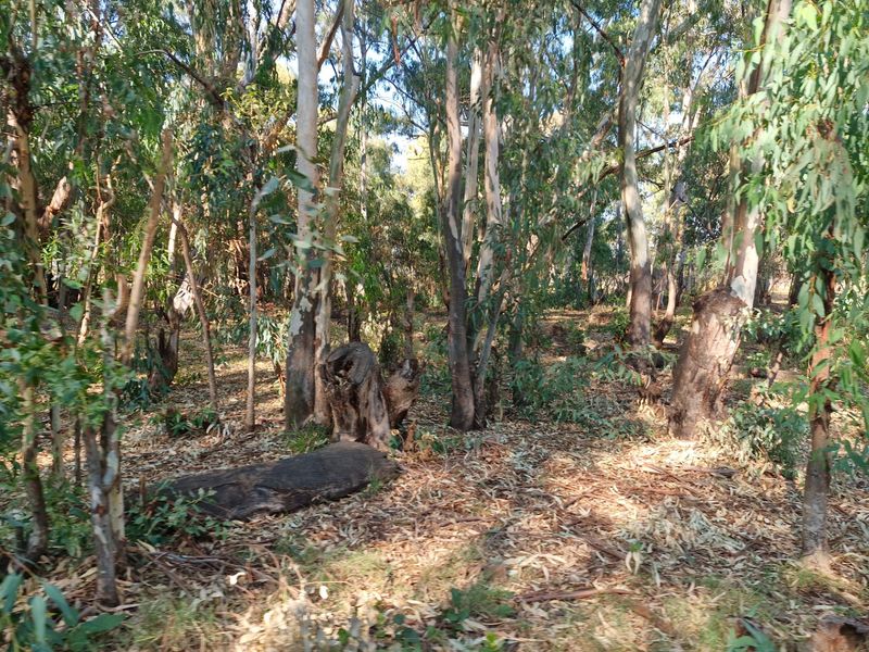 A view of a wooded area on the farm property featuring mature eucalyptus trees and natural ground cover.