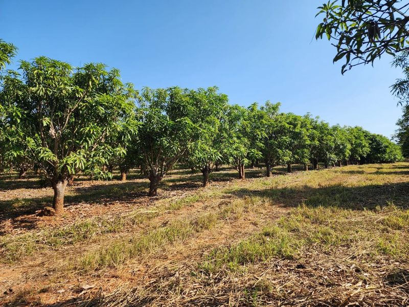 An established orchard featuring rows of mature fruit trees on the small holding property.