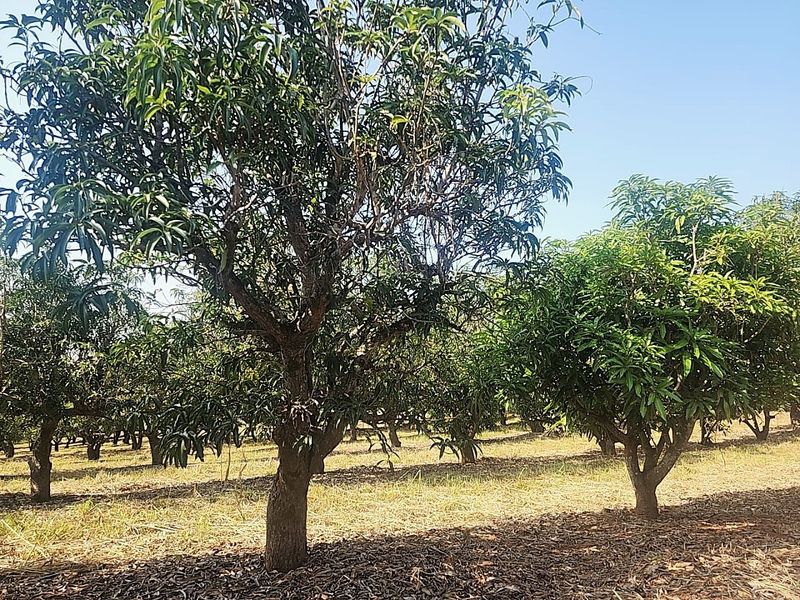 An established orchard featuring mature fruit trees planted in rows, providing a productive agricultural space on the small holding.