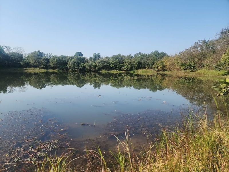 A peaceful view of a natural dam or pond located on the small holding, surrounded by mature trees and natural vegetation.