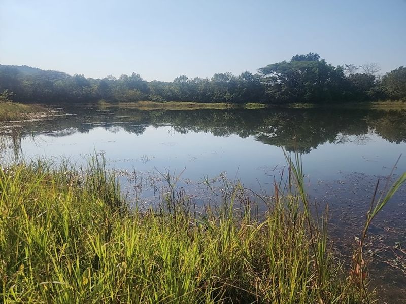 A serene view of a natural dam or pond on the small holding, surrounded by lush indigenous trees and natural vegetation.