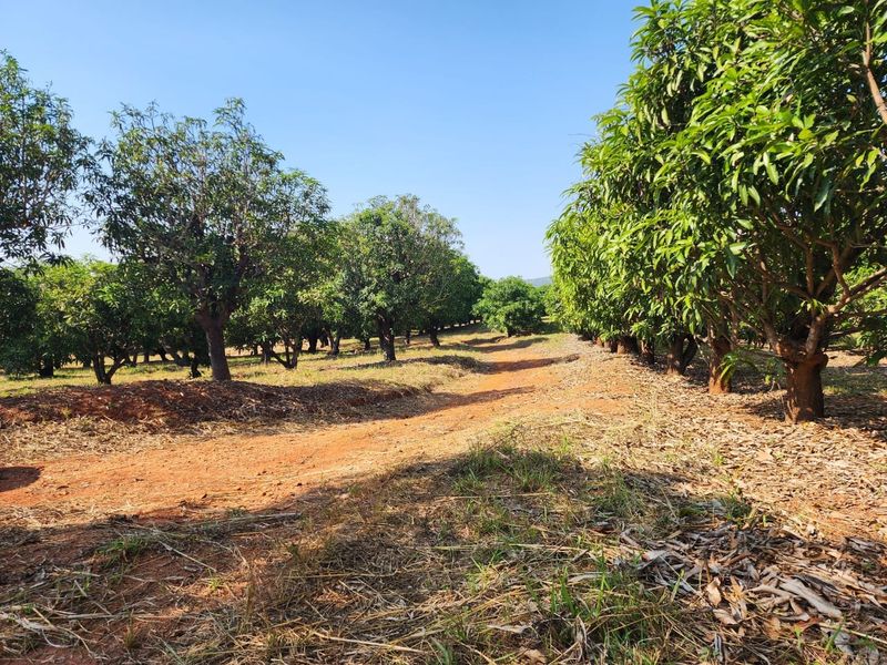 A view of a well-established orchard on the small holding, featuring rows of mature fruit trees along a dirt access path.