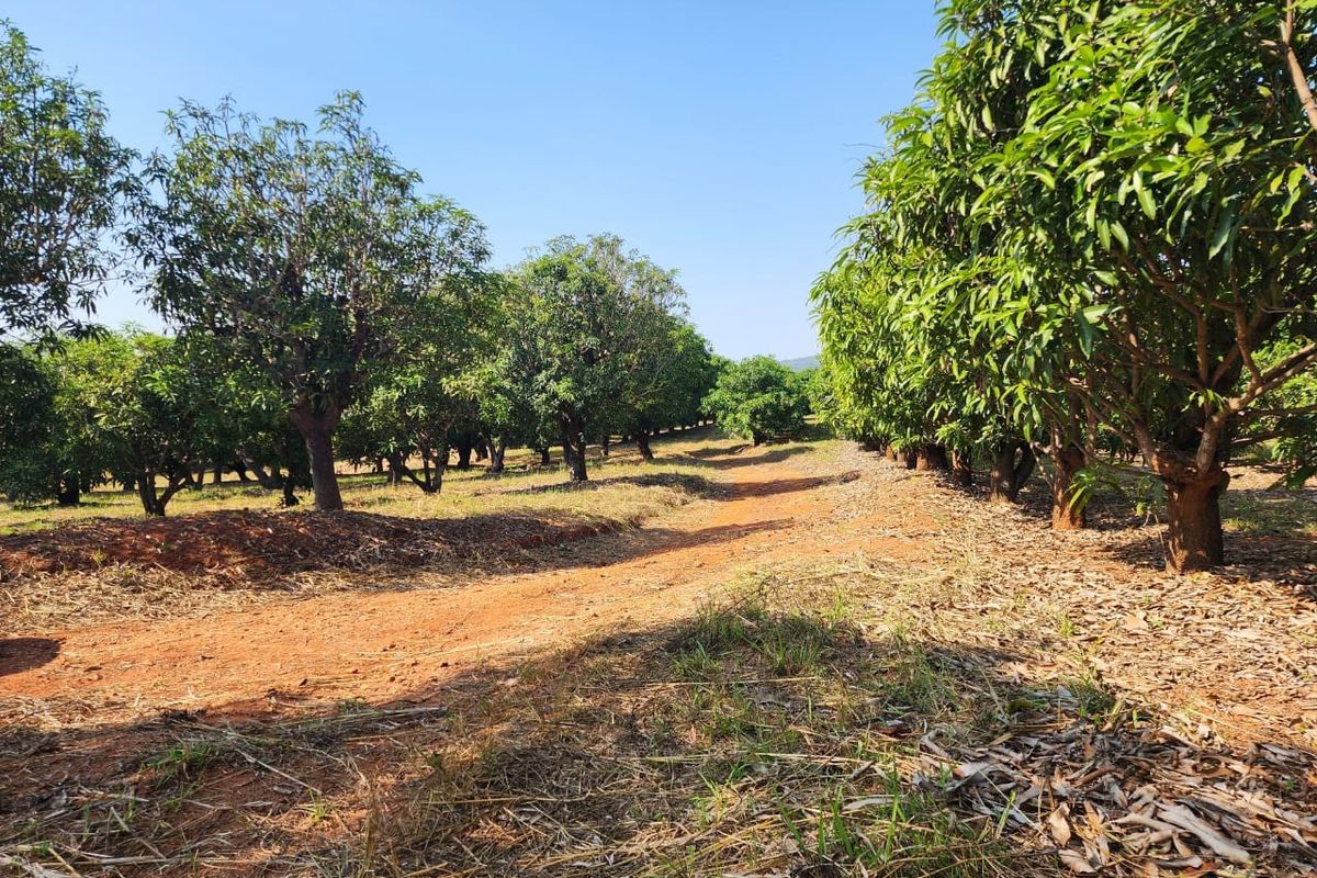A view of a well-established orchard on the small holding, featuring rows of mature fruit trees along a dirt access path.